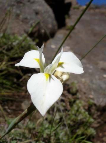 Moraea albicuspa flower showing pointed outer tepals